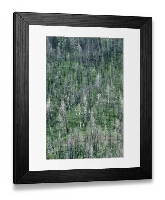 Framed Print : North America, USA, Wyoming, Yellowstone National Park. Trees in the spring after Framed Print : North America, USA, Wyoming, Yellowstone National Park. Trees in the spring after