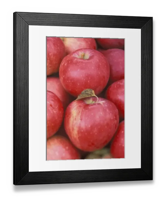Framed Print : N. A. Washington, Methow Valley, Apples (selective focus) Framed Print : N. A. Washington, Methow Valley, Apples (selective focus)