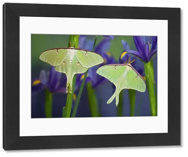 Pair of Luna Silk Moth of North American photographed Sammamish, Washington