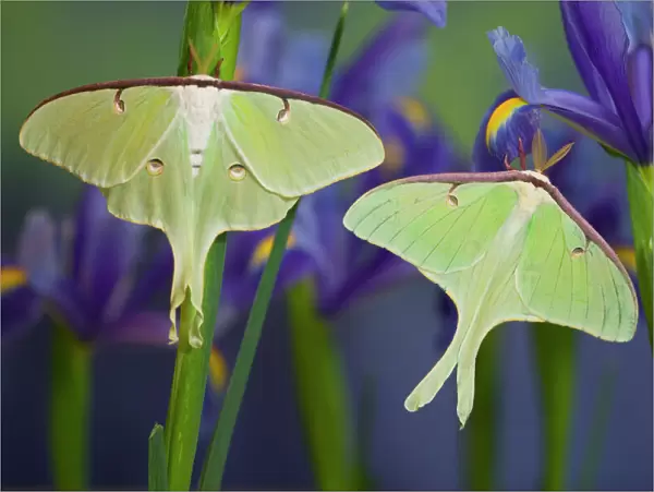Pair of Luna Silk Moth of North American photographed Sammamish, Washington