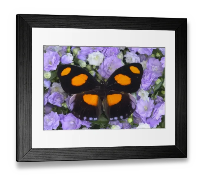 Framed Print : USA, North America, Washington Framed Print : USA, North America, Washington