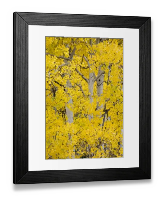 Framed Print : USA, North America, Wyoming