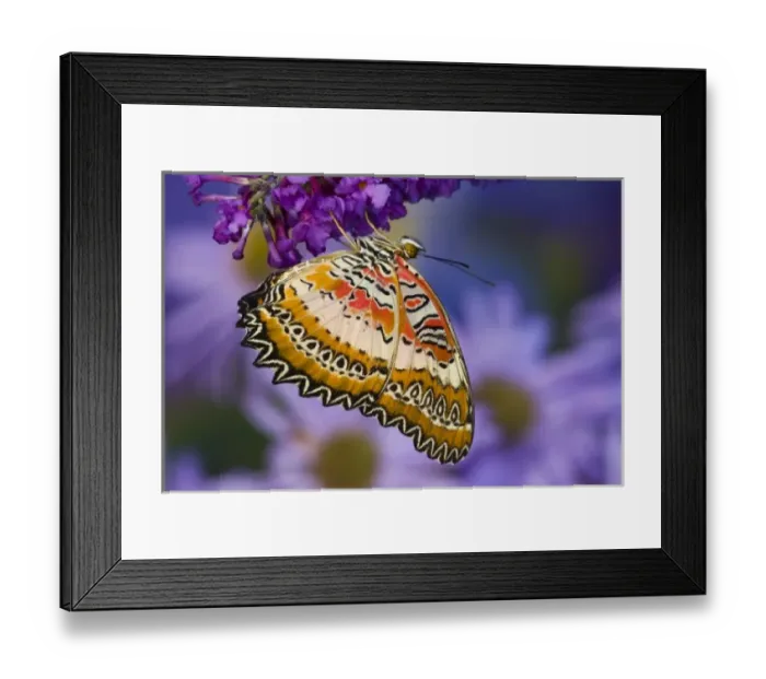 Framed Print : Sammamish Washington Tropical Butterflies photograph Common Lacewing butterfly, Cethosia