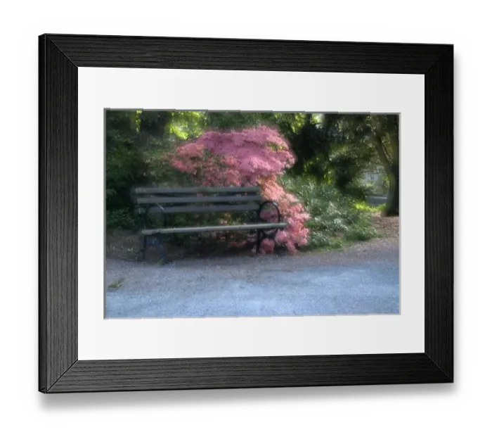 Framed Print : Empty Park Bench Along Path, Washington, USA Framed Print : Empty Park Bench Along Path, Washington, USA