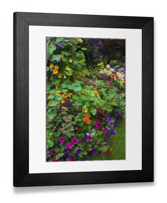 Framed Print : Garden designs in our Garden Sammamish, Washington Framed Print : Garden designs in our Garden Sammamish, Washington
