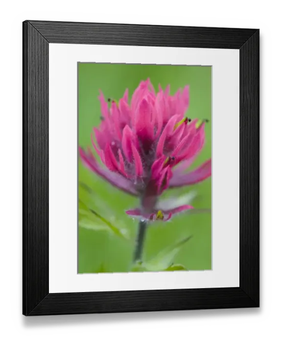 Framed Print : WA, Mount Rainier National Park, Magenta Paintbrush (Castilleja parviflora) Framed Print : WA, Mount Rainier National Park, Magenta Paintbrush (Castilleja parviflora)