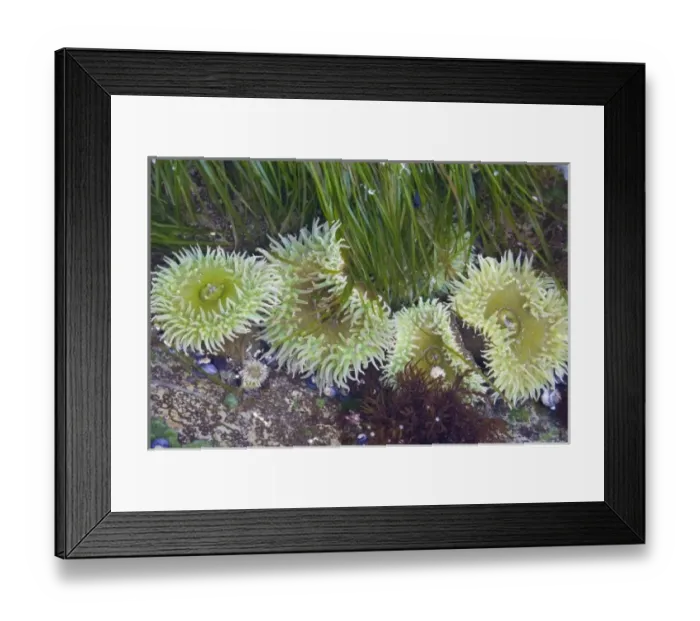 Framed Print : USA, North America, Washington Framed Print : USA, North America, Washington
