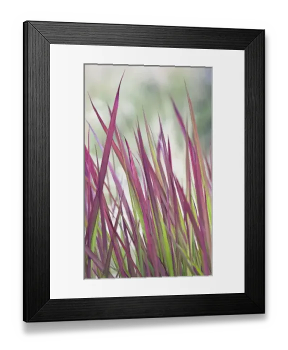 Framed Print : USA, Washington, Bellevue, Bellevue Botanical Garden, Ornamental Grass