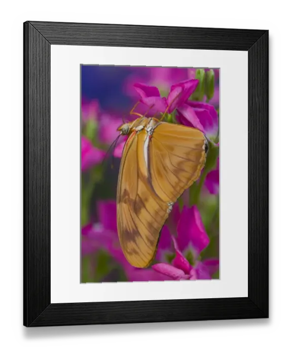 Framed Print : Sammamish Washington Tropical Butterflies photograph of Dryas Julia the Julia Butterfly Framed Print : Sammamish Washington Tropical Butterflies photograph of Dryas Julia the Julia Butterfly