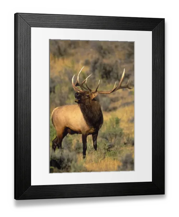Framed Print : USA, North America, Wyoming Framed Print : USA, North America, Wyoming