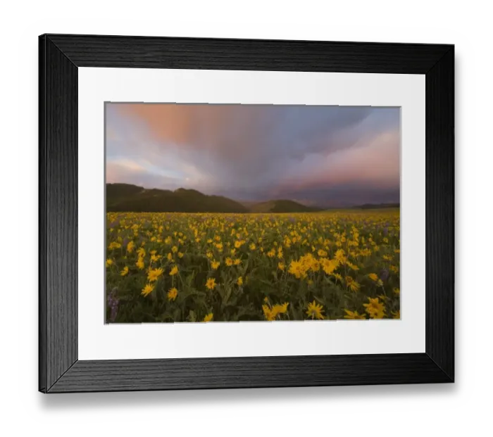 Framed Print : Spectacular wildflower meadow at sunrise in the Bighorn Mountains of Wyoming
