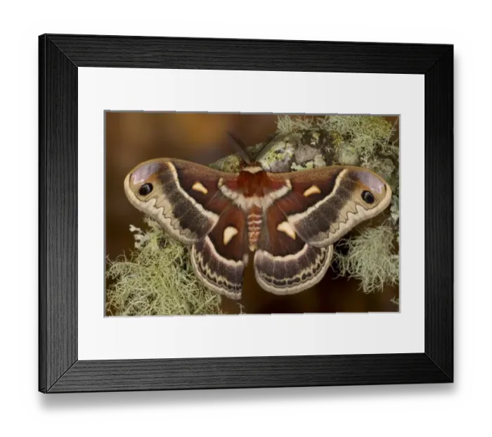 Framed Print : USA, North America, Washington Framed Print : USA, North America, Washington