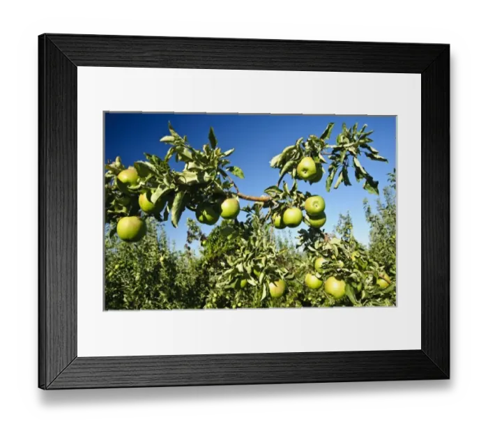 Framed Print : USA, Northwest, Eastern Washington, Rattlesnake Hills Framed Print : USA, Northwest, Eastern Washington, Rattlesnake Hills