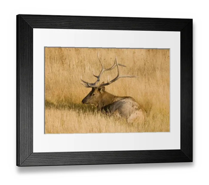 Framed Print : USA, North America, Wyoming Framed Print : USA, North America, Wyoming