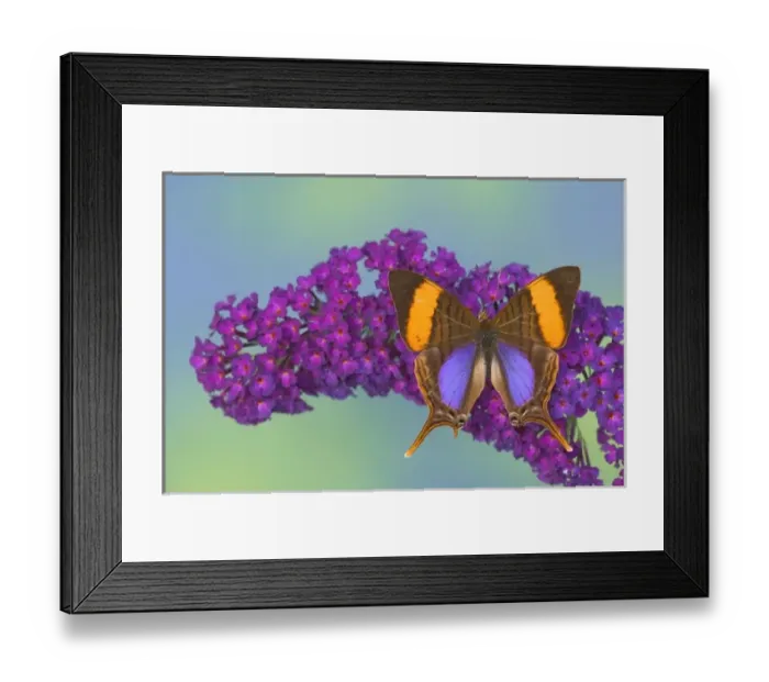 Framed Print : Sammamish Washington Photograph of Butterfly on Flowers, Marpesia corinna the Corinna Framed Print : Sammamish Washington Photograph of Butterfly on Flowers, Marpesia corinna the Corinna