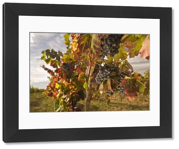 Pinot Noir Grapes near Zillah, Rattlesnake Hills Wine Trail, Yakima Valley, Eastern