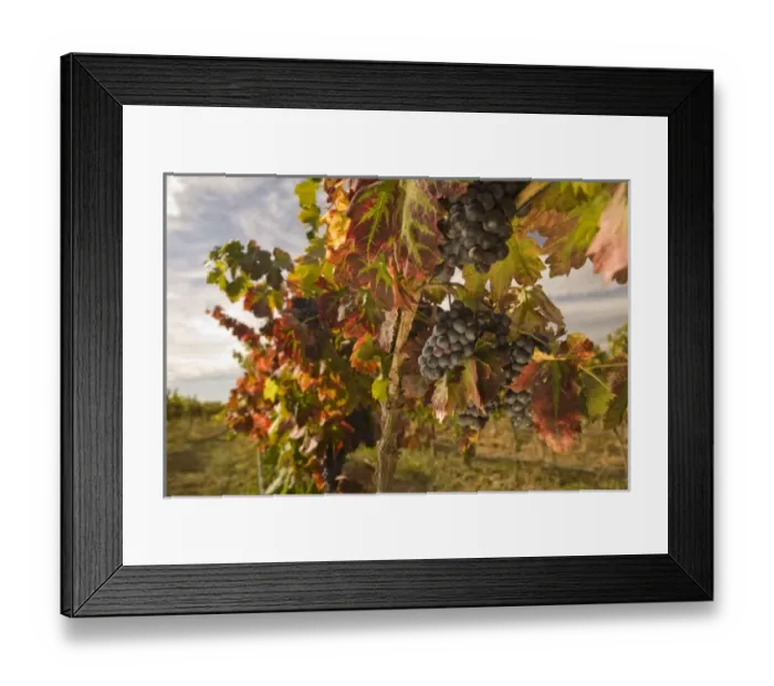 Framed Print : Pinot Noir Grapes near Zillah, Rattlesnake Hills Wine Trail, Yakima Valley, Eastern Framed Print : Pinot Noir Grapes near Zillah, Rattlesnake Hills Wine Trail, Yakima Valley, Eastern
