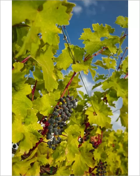 USA, Northwest, Eastern Washington, Walla Walla, vineyard