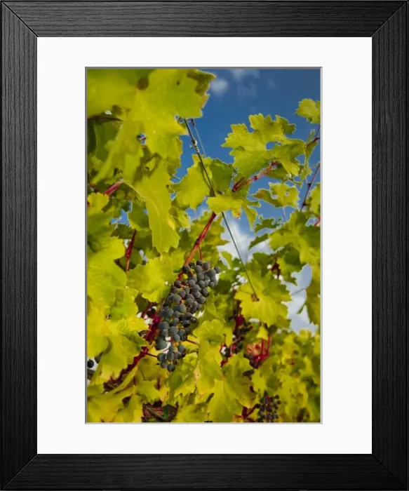 Framed Print : USA, Northwest, Eastern Washington, Walla Walla, vineyard