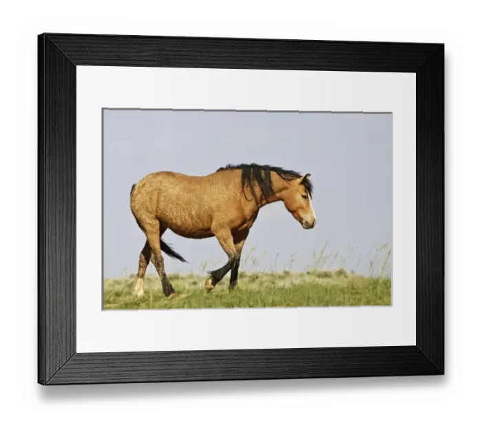 Framed Print : USA, North America, Wyoming