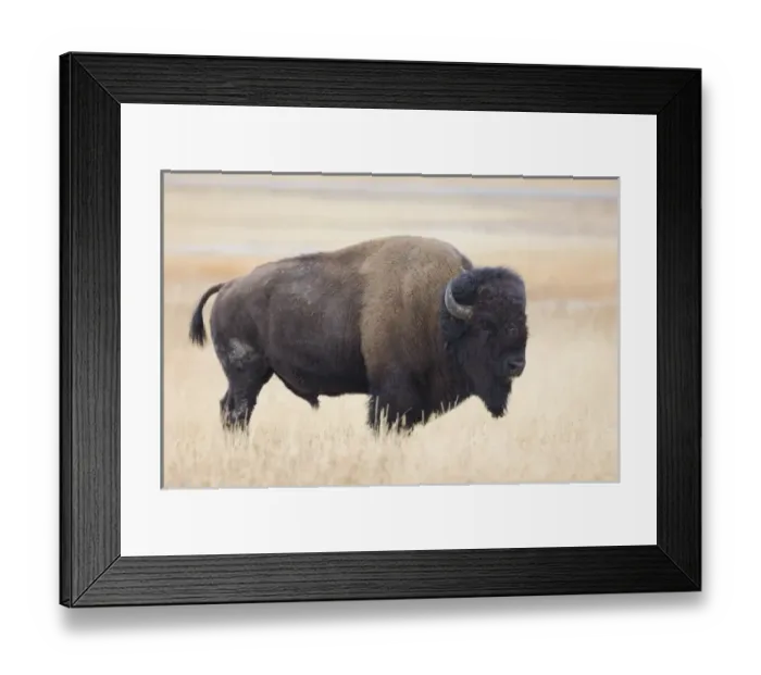 Framed Print : WY, Yellowstone Naional Park, Bison bull, in the Lamar Valley (Bison bison) Framed Print : WY, Yellowstone Naional Park, Bison bull, in the Lamar Valley (Bison bison)