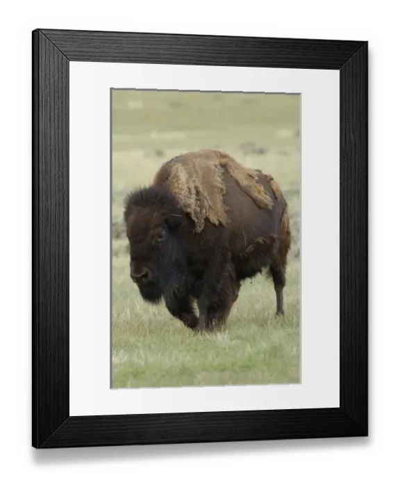 Framed Print : USA, North America, Wyoming Framed Print : USA, North America, Wyoming