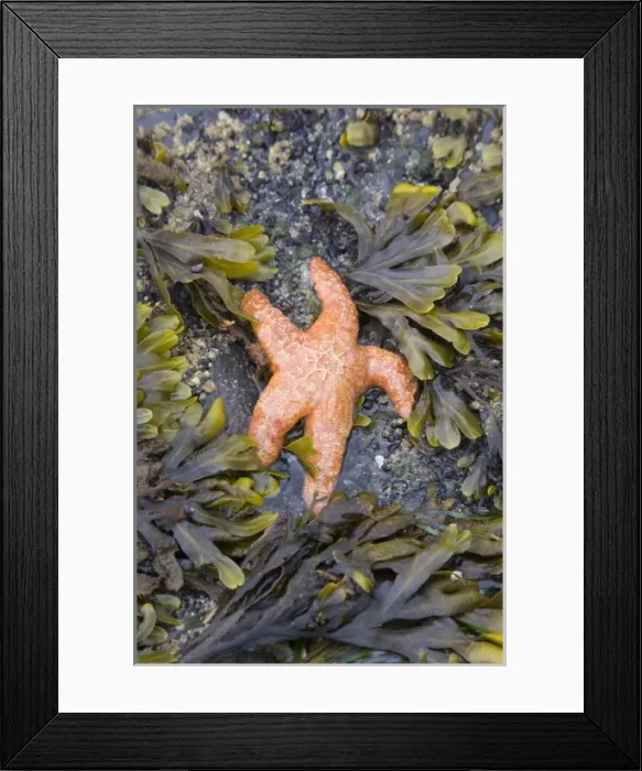 Framed Print : USA, North America, Washington