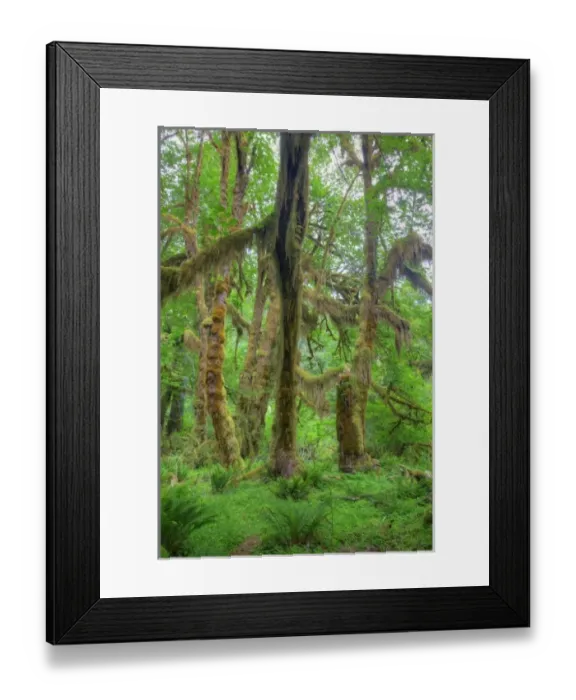 Framed Print : USA, Washington, Olympic National Park, Hoh Rain Forest, moss covered Big Leaf Maple