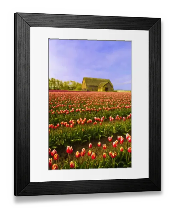 Framed Print : USA, Washington. World famous Skagit Valley tulips in bloom