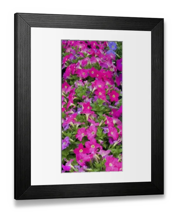 Framed Print : Petunia planting in mass in green house garden center, Woodenville, Washington