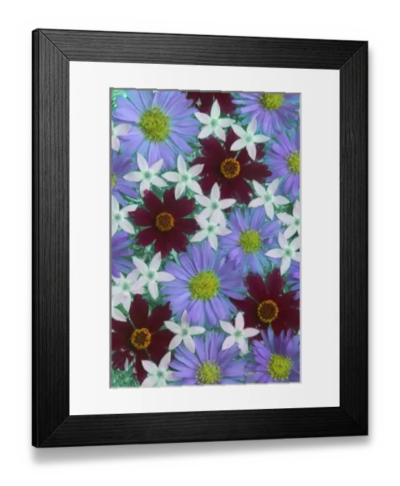 Framed Print : Floating Chocolate Cosmos and Aster flower design in bowl of Water, Sammamish Washington