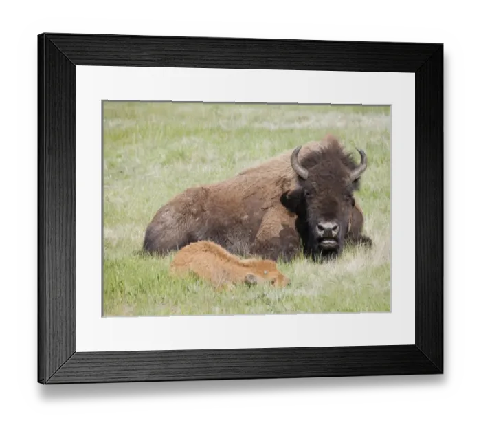 Framed Print : USA, North America, Wyoming Framed Print : USA, North America, Wyoming