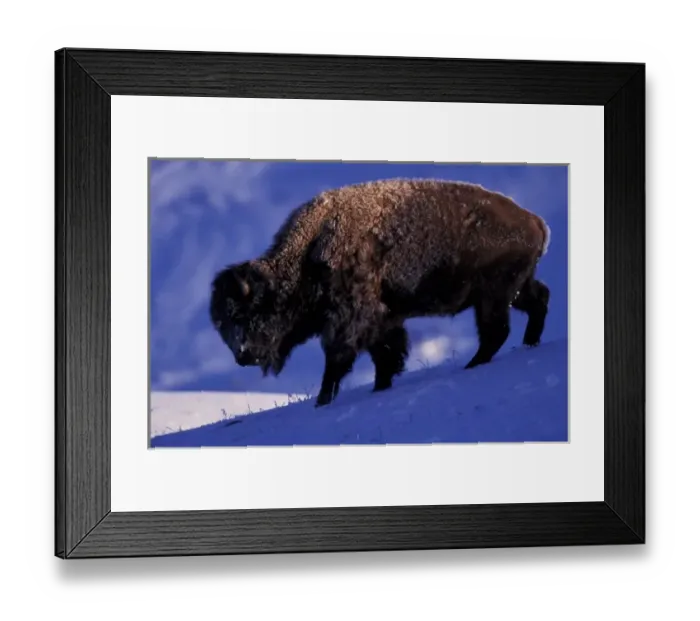 Framed Print : North America, USA, Wyoming, Yellowstone National Park. Bison (Bison bison)