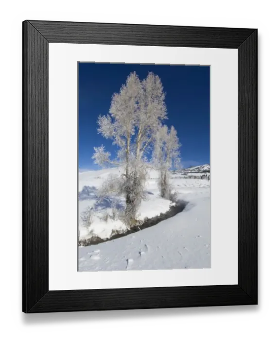 Framed Print : USA, WY, Yellowstone NP, Lamar Valley, Hoarfrost on Cottonwood Trees Framed Print : USA, WY, Yellowstone NP, Lamar Valley, Hoarfrost on Cottonwood Trees