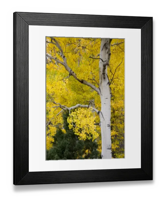 Framed Print : Unknown. WY, Yellowstone National Park, Aspen trees Framed Print : Unknown. WY, Yellowstone National Park, Aspen trees
