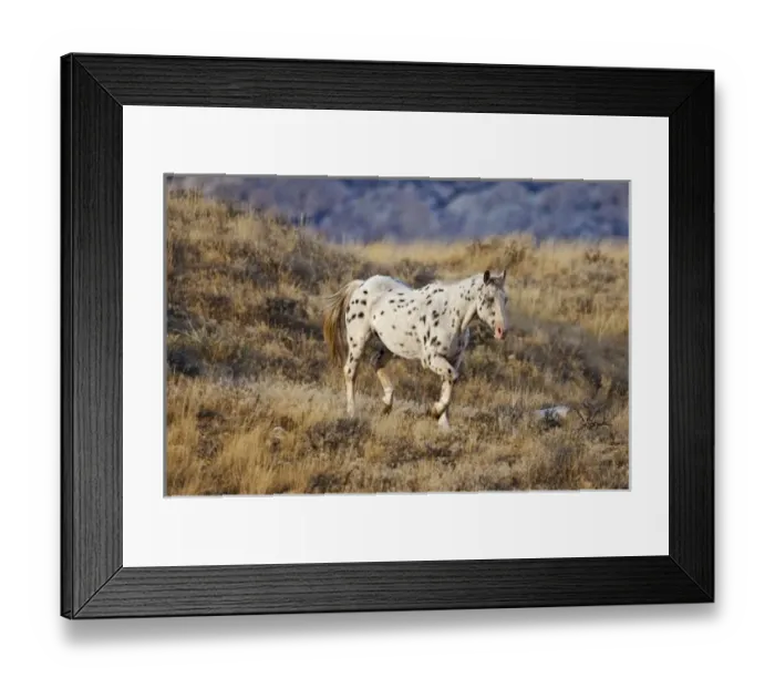 Framed Print : Horse roaming the scenic hills of the Big Horn MT of Shell Wyoming Framed Print : Horse roaming the scenic hills of the Big Horn MT of Shell Wyoming