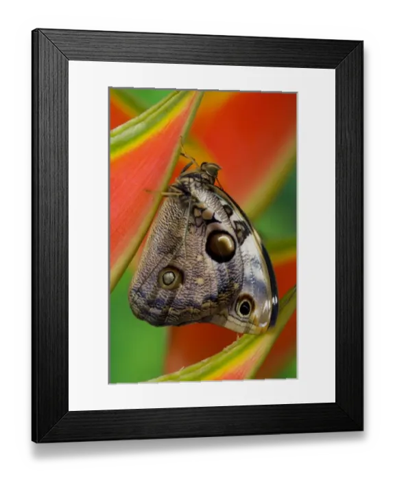 Framed Print : Sammamish, Washington Tropical Butterfly Photograph of Opsiphanes tamarindi the narrow-banded