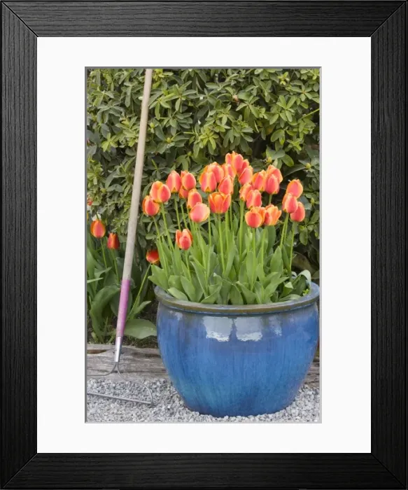 Framed Print : WA, Skagit Valley, Tulips in pot