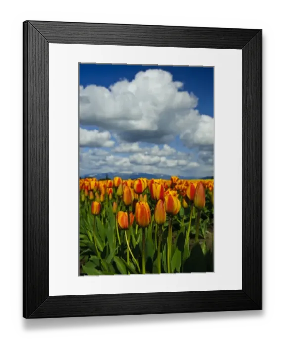 Framed Print : USA, Washington, Skagit Valley. Skagit Valley spring tulips Framed Print : USA, Washington, Skagit Valley. Skagit Valley spring tulips