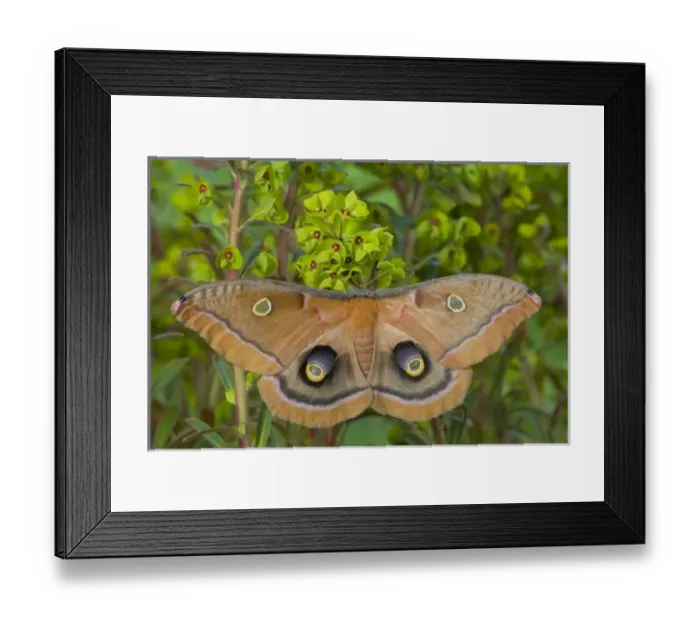 Framed Print : USA, North America, Washington