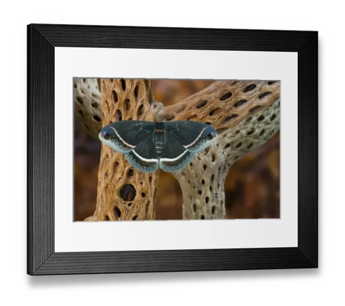 Framed Print : USA, North America, Washington Framed Print : USA, North America, Washington