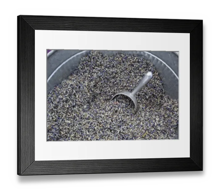 Framed Print : USA, Washington, Sequim, Lavender Festival, Street Fair display; Lavender seeds Framed Print : USA, Washington, Sequim, Lavender Festival, Street Fair display; Lavender seeds