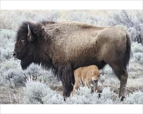 USA, Wyoming, Cow Nursing Bison Calf, Yellowstone National Park