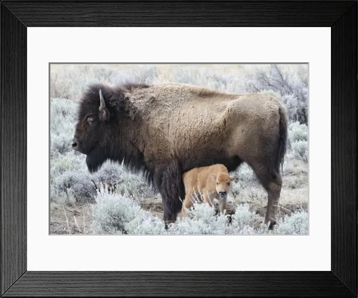 Framed Print : USA, Wyoming, Cow Nursing Bison Calf, Yellowstone National Park Framed Print : USA, Wyoming, Cow Nursing Bison Calf, Yellowstone National Park