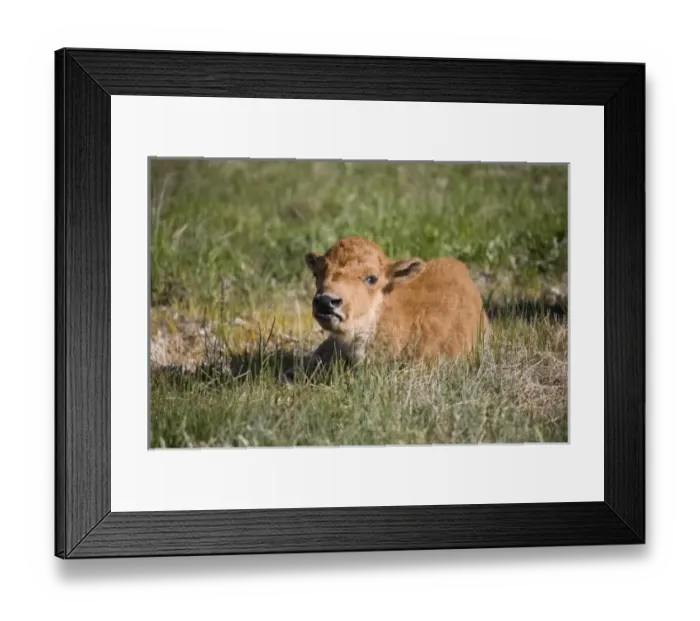 Framed Print : USA, North America, Wyoming Framed Print : USA, North America, Wyoming