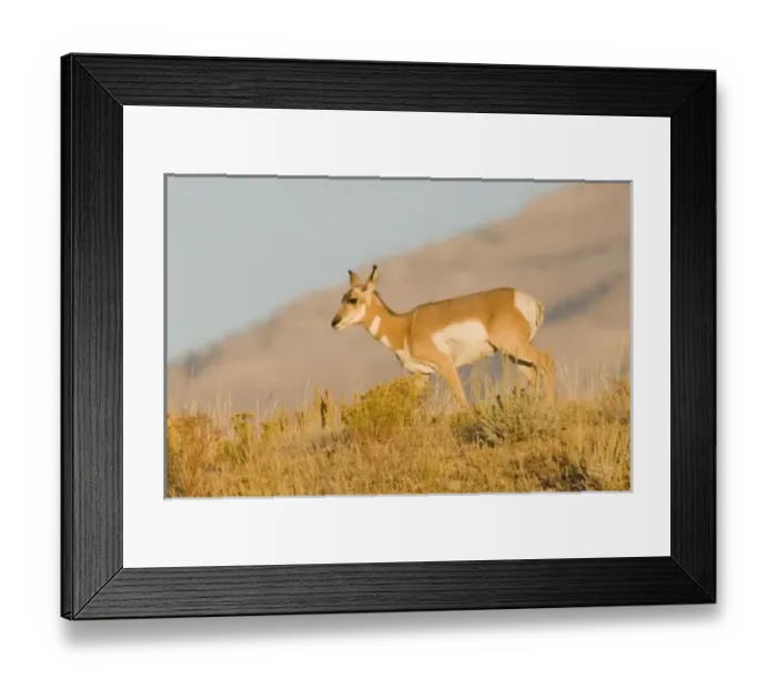 Framed Print : USA, North America, Wyoming Framed Print : USA, North America, Wyoming