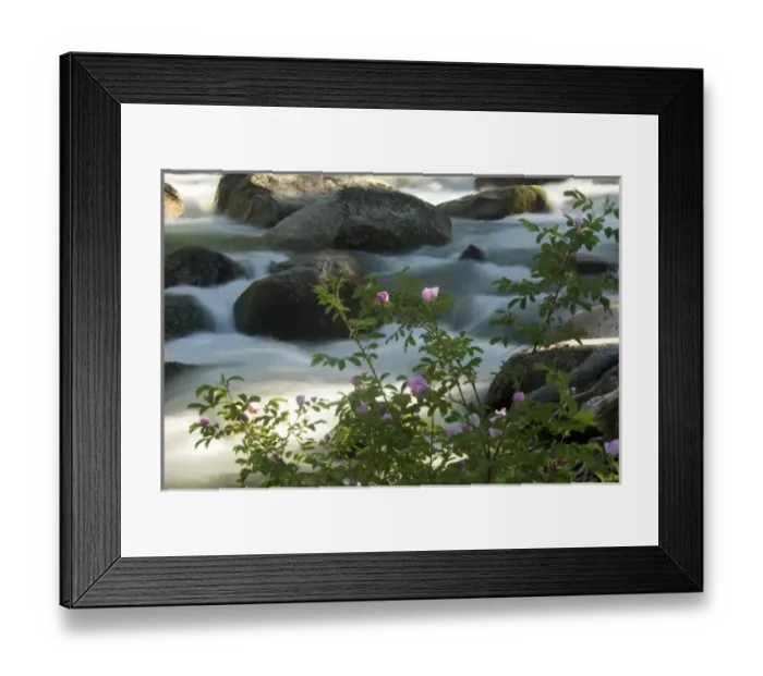 Framed Print : Wild roses along the bank of Slough Creek in Yellowstone National Park, Wyoming