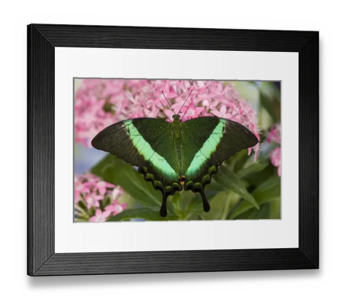 Framed Print : Sammamish, Washington Tropical Butterfly Photograph of Papilio palinurus the Banded Framed Print : Sammamish, Washington Tropical Butterfly Photograph of Papilio palinurus the Banded