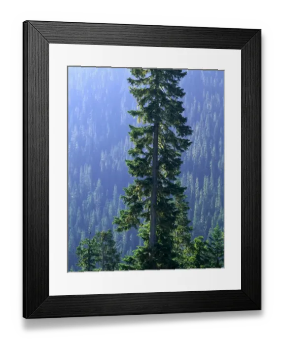Framed Print : MOUNT RANIER NATIONAL PARK, WASHINGTON. USA. Old-growth forest above Chinook Creek