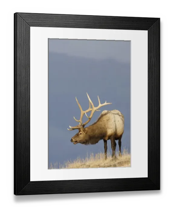 Framed Print : North America, USA, Wyoming, Yellowstone National Park. Bull Roosevelt Elk Framed Print : North America, USA, Wyoming, Yellowstone National Park. Bull Roosevelt Elk